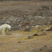 L'agonie d'un ours polaire devient le symbole du réchauffement climatique