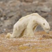 Cet ours polaire mourant de faim est-il réellement victime du réchauffement ?