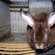Une vidéo de L214 dénonce les conditions d'élevage de lapins en Nouvelle-Aquitaine
