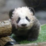 «Amendement panda» : le cadeau accordé par les députés aux zoos