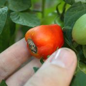 Comment empêcher les tomates d'avoir le «cul noir» ?