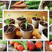 Des légumes «paresseux» à semer dès maintenant