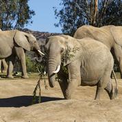 Il y a bien deux espèces distinctes d'éléphants africains