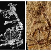 Un fossile de bébé oiseau rarissime, sorti trop tôt du nid il y a 127 millions d'années