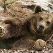 Protection de l'ours dans les Pyrénées : l'État condamné pour carence
