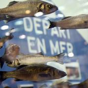 À Morlaix, les pêcheurs plaisanciers défendent le droit à «un bar par jour et par personne»