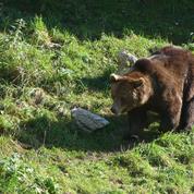 Nicolas Hulot se frotte à l'épineuse réintroduction de l'ours dans les Pyrénées