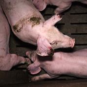 L214 révèle de nouvelles images choc d'un élevage de cochons
