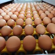 Bientôt des œufs vendus sous le label «made in France»