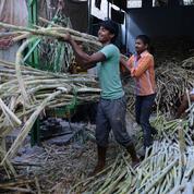 L'Inde en passe de détrôner le Brésil comme premier producteur mondial de sucre