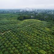 L'huile de palme est une catastrophe écologique (mais l'interdire serait pire encore)