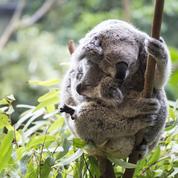Décimés par une MST, les koalas seront-ils sauvés par leur génome ?