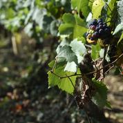 En Occitanie, un nouveau logo pour les viticulteurs «en conversion» vers le bio
