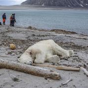 Un ours polaire abattu en Arctique après avoir attaqué un guide