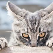 Rencontres pour les amoureux des chats au Royaume-Uni