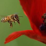 Les abeilles deviendraient accros aux insecticides néonicotinoïdes