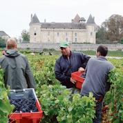En Bourgogne, on vendange les raisins de la réinsertion