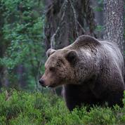 Fortes tensions autour d'un lâcher d'ours «secret» dans les Pyrénées
