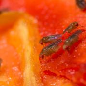 Les mouches cancéreuses se regroupent pour lutter contre la maladie