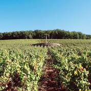 En Bourgogne, les vignerons se mobilisent pour préserver la colline de Corton