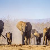 Pourquoi de plus en plus d'éléphants naissent sans leurs défenses