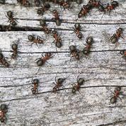 Les fourmis aussi ont des arrêts-maladie