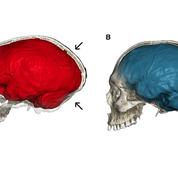 Ce que notre cerveau a de Néandertal