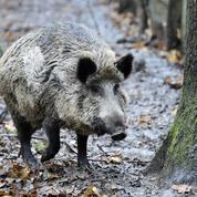 Pourquoi la peste porcine fait si peur aux éleveurs français