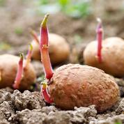Pomme de terre: plantez des variétés tolérantes au mildiou