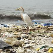 Veolia et Nestlé s'associent pour le recyclage des plastiques