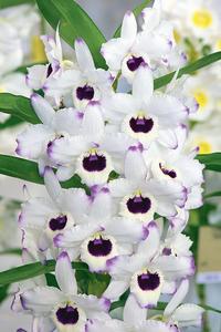 <i>Dendrobium nobile</i> de la variété ‘Paula’ issue d’un croisement entre ‘Pure Heart’ et ‘Asian Smile’.” width=”575″ height=”863″/></figure>
<p></p>
<p></p>
<p>«Cet événement est l’occasion pour nous de garder le contact avec notre clientèle composée de personnes avides de connaissances, mais aussi exigeantes et pointilleuses», explique Colombe Lecoufle, qui a repris l’an dernier le flambeau de l’entreprise familiale Vacherot & Lecoufle. Sur son stand, le public pourra admirer de magnifiques spécimens fleuris de phragmipediums, de cattleyas et de sabots de Vénusissus de ses collections répertoriées au CCVS ainsi que des étoiles de Madagascar (Angraecum sesquipedale) aux fleurs blanches dotées d’un éperon démesurément long.</p>
<p>La visite des stands des associations orchidophiles françaises et européennes (Italie, Allemagne, Angleterre…) s’impose également. L’occasion d’admirer les plantes les plus remarquables produites et bichonnées jour après jour par leurs adhérents et de glaner de précieux conseils auprès des spécialistes (rempotage, protection phytosanitaire, etc.).</p>
<h2>«Quel futur pour les orchidées?»</h2>
<p>«Le moment est bien choisi pour découvrir les orchidées, car c’est au printemps que la plupart des espèces tropicales sont en fleurs», souligne Philippe Lemettais. En revanche, les orchidées européennes qui poussent dans nos prairies et en lisière des forêts, comme l’ophrys abeille, ne seront présentées que sous forme de panneau au stand du Muséum national d’histoire naturelle, car elles fleurissent plus tard entre avril et juin. Notons, au passage, que le nom d’«orchidée», que l’on doit au naturaliste grec Théophraste, provient de la ressemblance entre les deux tubercules souterrains de ces espèces indigènes et les attributs mâles des mammifères (orchis signifie testicule, en grec).Sponsorisé par Izneo</p>
<p></p>
<div class=