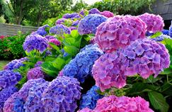 Hortensias: comment les faire bleuir à coup sûr