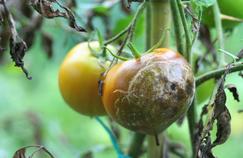 Maladies de l'été: comment protéger vos plantations