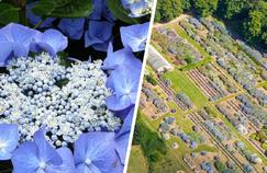 Dans le Morbihan, la féerie lumineuse des hortensias du Haut Bois