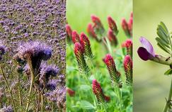 «Engrais verts»: ces plantes qui améliorent la terre
