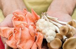 Cultiver ses champignons: l'assurance de paniers bien remplis !