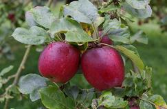 L'extraordinaire diversité des pommes anciennes