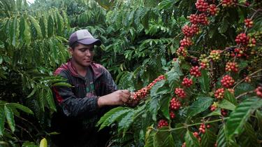 Café: les ventes explosent mais les producteurs sont asphyxiés
