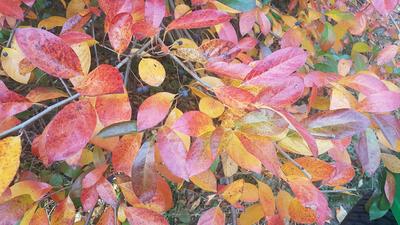 Le splendide feuillage d'automne du topello d'Amérique ( <i>Nyssa sylvatica</i>).