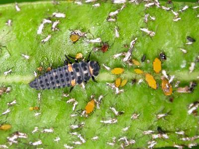 Les larves de coccinelles sont de grandes dévoreuses de pucerons.