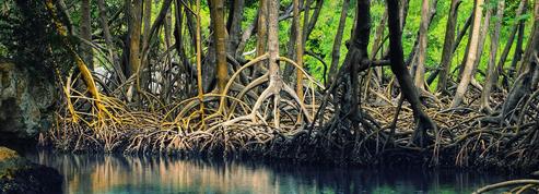 Le Sri Lanka s'engage à protéger la totalité de ses mangroves