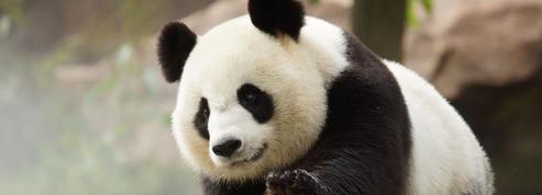 La libido des pandas du zoo de Beauval au plus bas