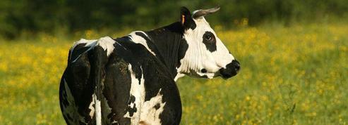 Un remède miracle réduit de façon «spectaculaire» les pets de vache