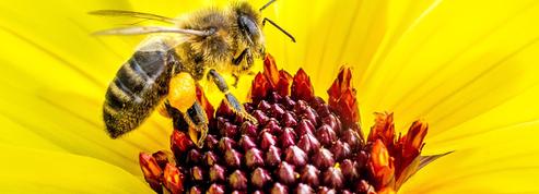Malgré une forte mortalité, les abeilles produisent un peu plus de miel