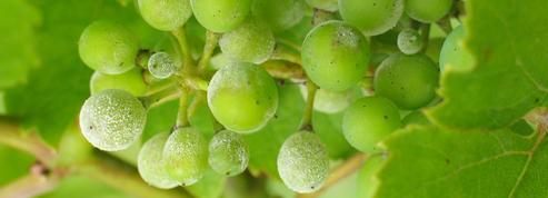 Vigne: comment lutter contre l'oïdium ?