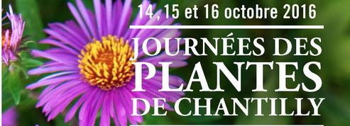 Journées d'automne de Chantilly: les plantes côté coeur