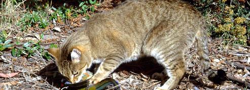 En Australie, les chats sauvages sont un danger pour la faune locale