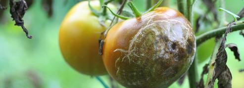 «Jardinez-vous !» : comment lutter contre les maladies sans pesticides ?