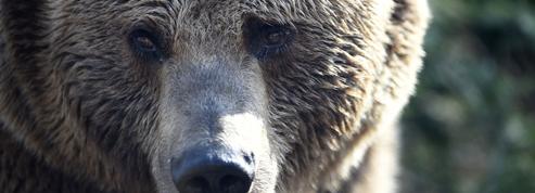 Ariège : un commando armé et encagoulé appelle à «la chasse à l'ours»