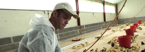 La grippe aviaire, une épée de Damoclès sur la filière du foie gras